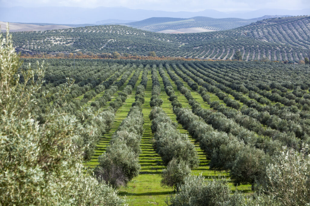 カネナのオリーブ畑